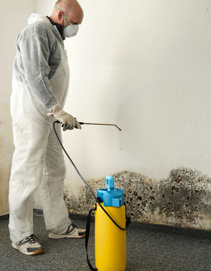 mold removal service