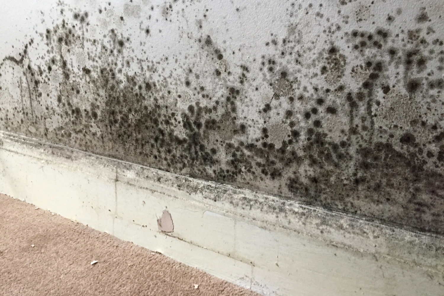 mould removal and remediation company toronto gta