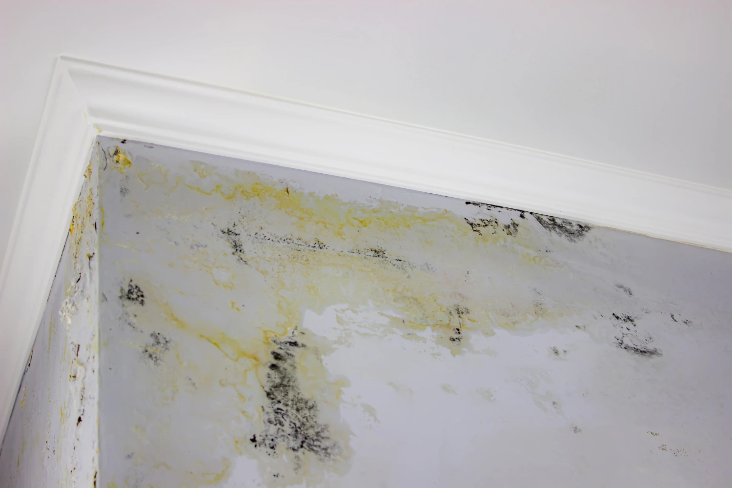 remove mould quickly effectively with dgi waterproofing