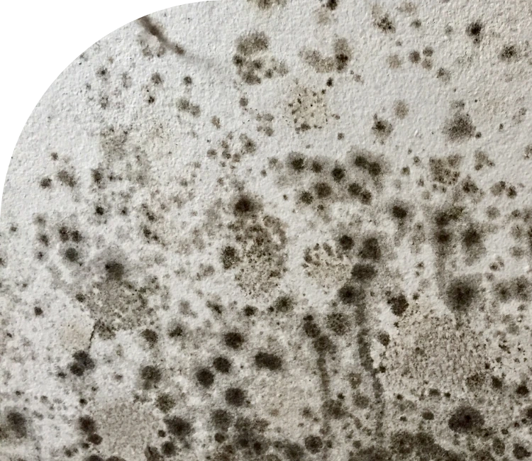 professional mould removal services alliston