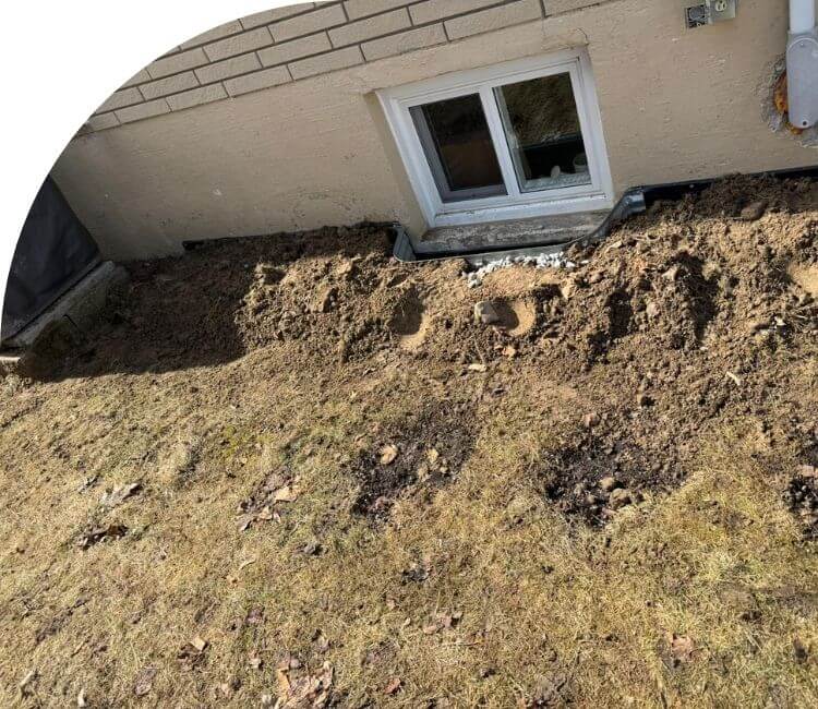 Mould removal services Hamilton